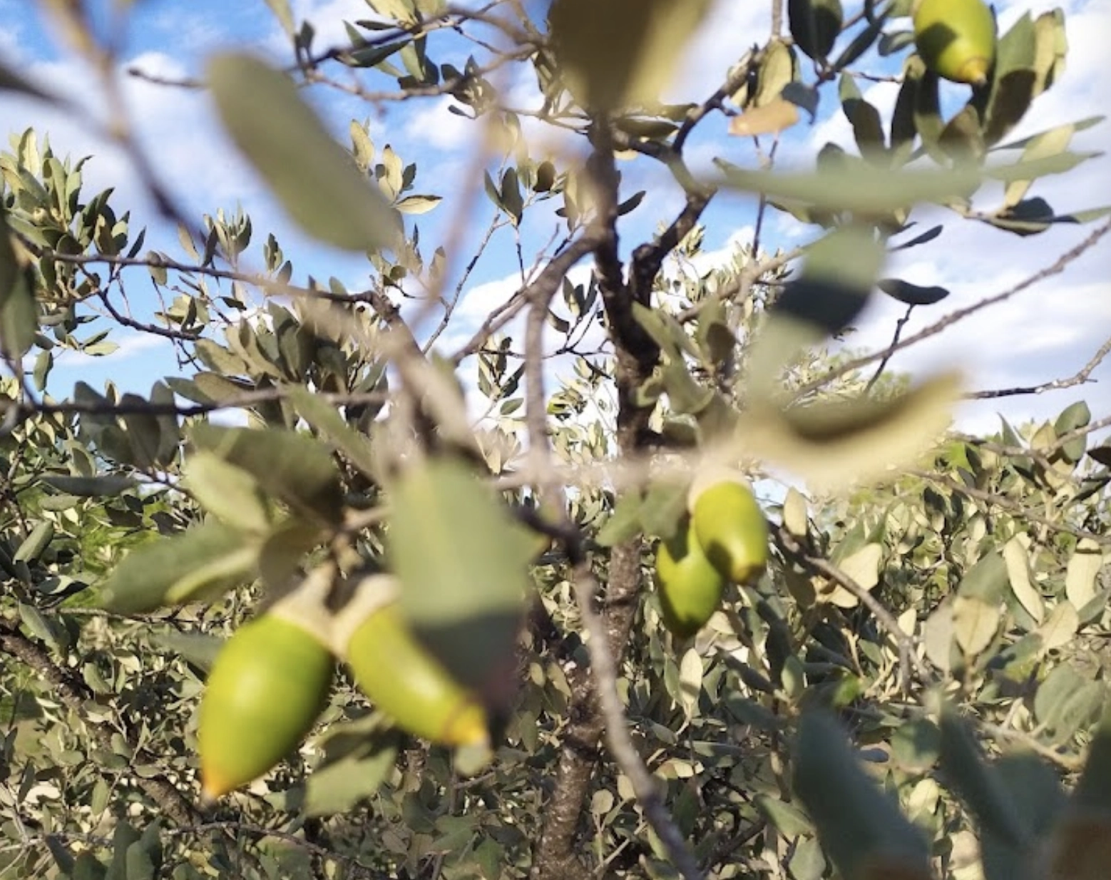 Парк "Bosque Ilustrado"