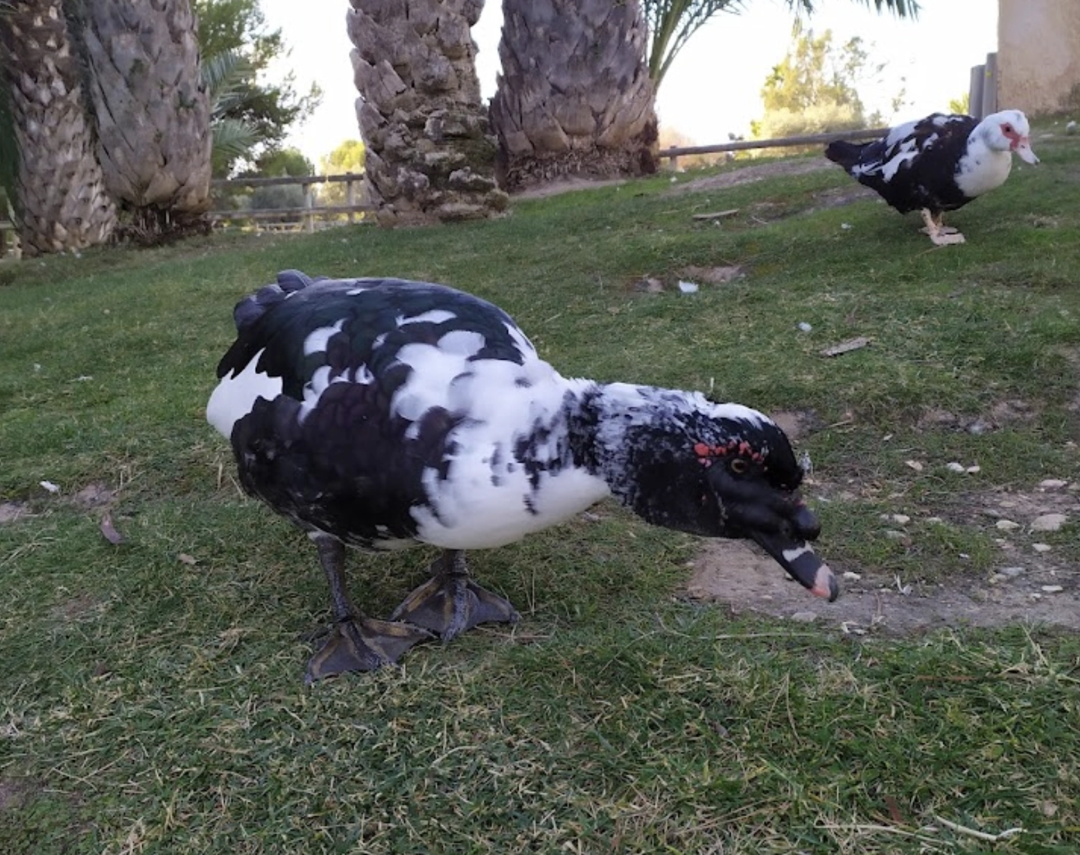 Парк "Bosque Ilustrado"