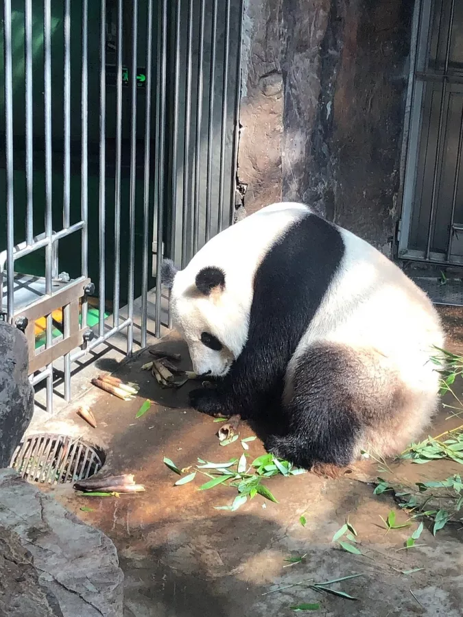 Зоопарк Beijing Zoo в Пекине: Зоопарк, Животные,