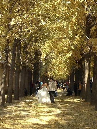 Пешеходные маршруты  Diaoyutai Yinxing Avenue  в  Пекине