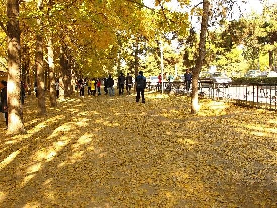Пешеходные маршруты Diaoyutai Yinxing Avenue в Пекине: Велосипед, Прогулка, Отдых,