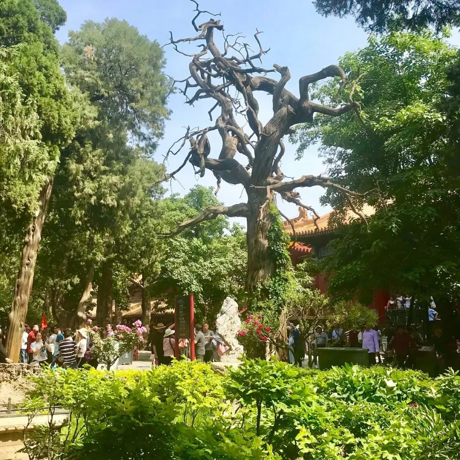 Парк The Imperial Garden of The Palace Museum в Пекине: Сад, Музей,
