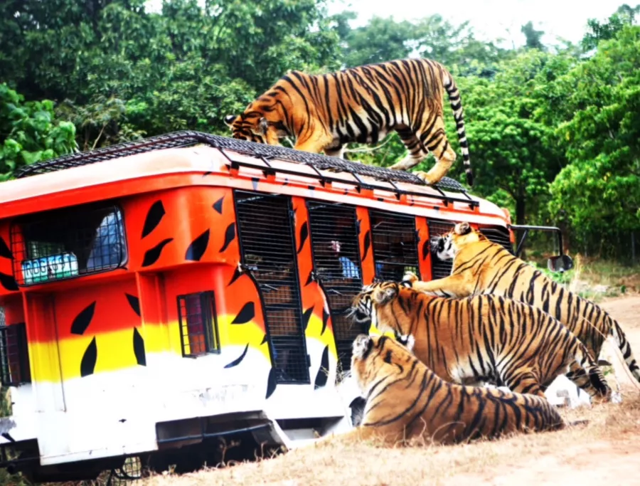 Зоопарк Zoobic Safari в Манила