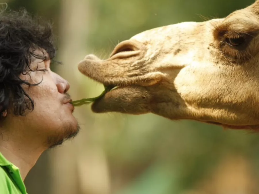 Зоопарк Zoobic Safari в Манила: Любимцы, Хищники, Рептилии, Земноводные, Сафари, Зиплайн, Zipline, Animals, Predators, Safari,