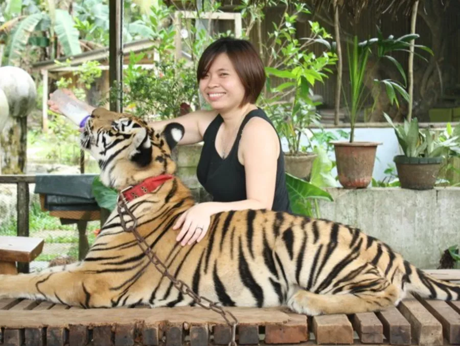 Зоопарк Zoobic Safari в Манила: Любимцы, Хищники, Рептилии, Земноводные, Сафари, Зиплайн, Zipline, Animals, Predators, Safari,