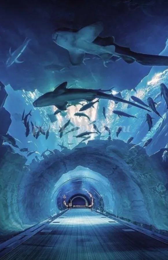 Океанариум Manila Ocean Park в Манила: Акулы, Рыбы, Медузы, Морские львы, Океанариум, Oceanarium, Fishes, Sharks,