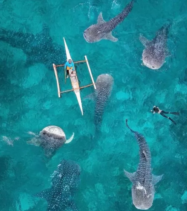 Плавание с Акулами Oslob Whale Shark Watching  в  Себу