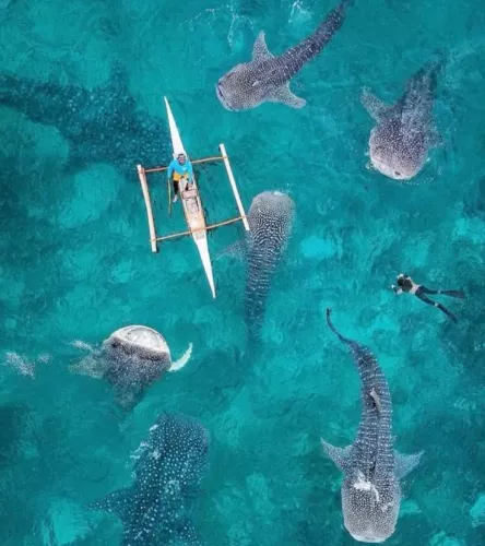 Плавание с Акулами Oslob Whale Shark Watching в Себу
