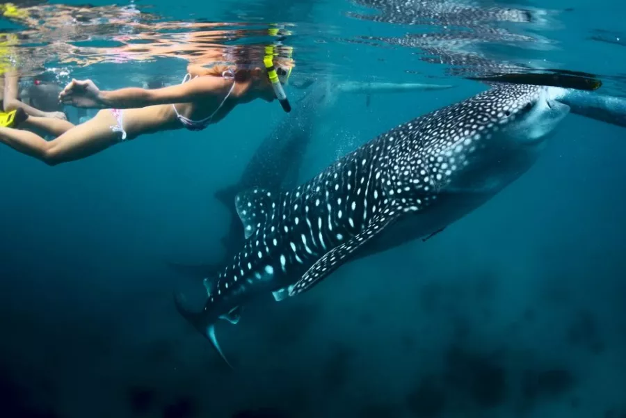Плавание с Акулами Oslob Whale Shark Watching в Себу: Акулы, Погружение, Море, Хищники, Снорклинг, Whale Sharks, Китовые акулы,