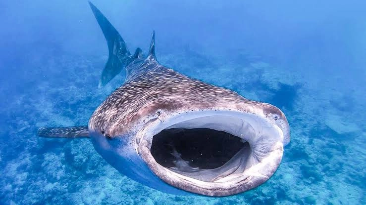 Плавание с Акулами Oslob Whale Shark Watching в Себу: Акулы, Погружение, Море, Хищники, Снорклинг, Whale Sharks, Китовые акулы,