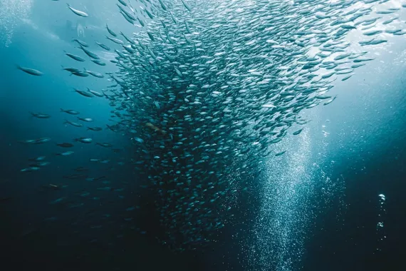 Снорклинг «Moalboal Snorkeling and Free Diving»