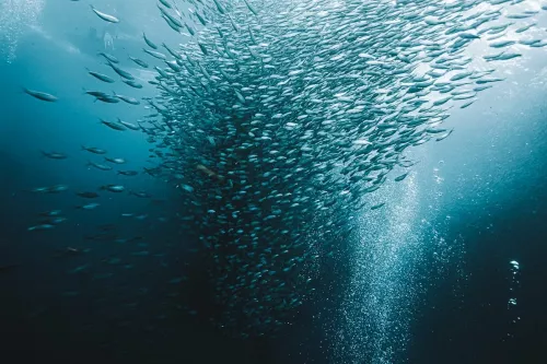 Снорклинг Moalboal Snorkeling and Free Diving  в  Себу