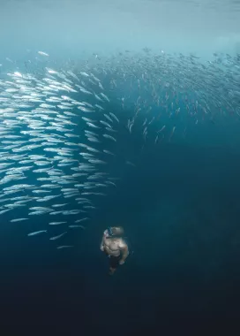 Снорклинг «Moalboal Snorkeling and Free Diving»