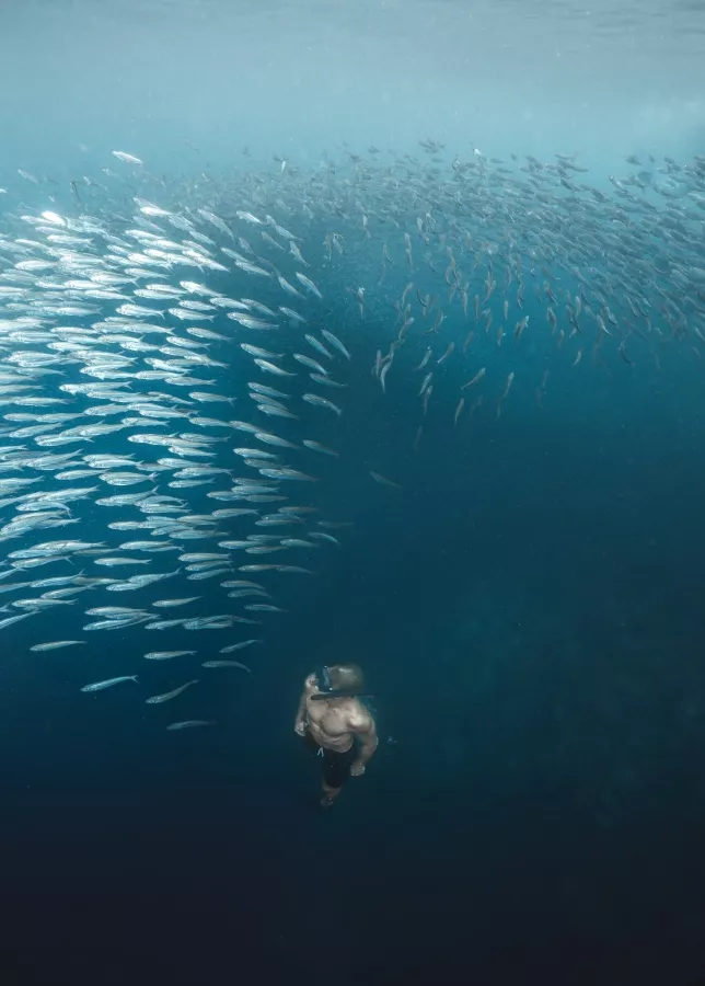 Снорклинг Moalboal Snorkeling and Free Diving в Себу: Дайвинг, Море, Рыбы, Снорклинг, Черепахи, Moalboal, Snorkeling, Sardines, Сардины, Freediving, Diving,