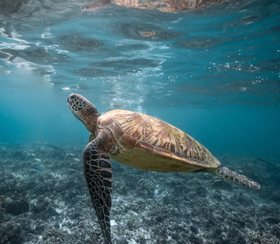 Снорклинг Moalboal Snorkeling and Free Diving в Себу: Дайвинг, Море, Рыбы, Снорклинг, Черепахи, Moalboal, Snorkeling, Sardines, Сардины, Freediving, Diving,