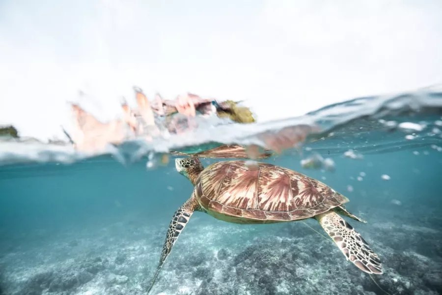 Снорклинг Moalboal Snorkeling and Free Diving в Себу: Дайвинг, Море, Рыбы, Снорклинг, Черепахи, Moalboal, Snorkeling, Sardines, Сардины, Freediving, Diving,