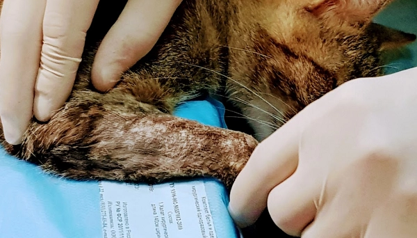 Ветеринарная клиника ЛапЛандия в Нижнем Новгороде: нижний новгород, помощь, диагностика, питомцы, фармакология, Следить за здоровьем, Клиника, Любимцы,