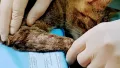 Миниатюра 7