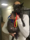 Миниатюра 5