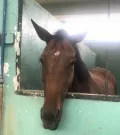 Миниатюра 12