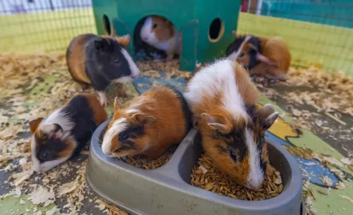 Сеть зоопарков ZOO-mini  в  Москве