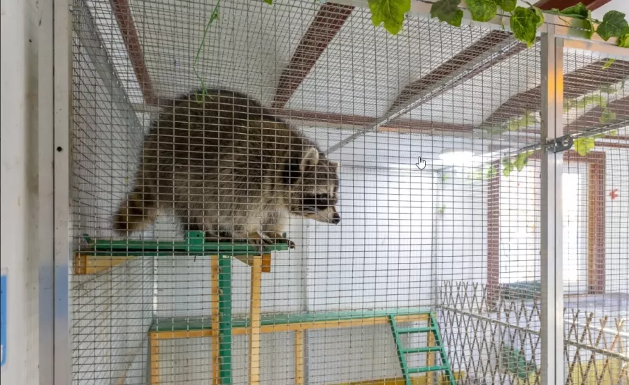 Сеть зоопарков ZOO-mini в Москве: Ручные домашние животные, Верховая езда, Мини-зоопарк,
