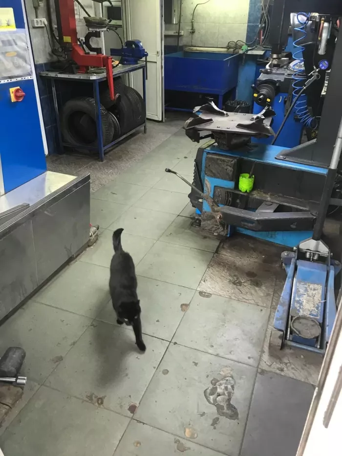 Шиномонтаж "Колесный доктор"