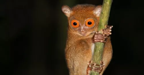 Заповедник Philippine Tarsier  в  Бохоль