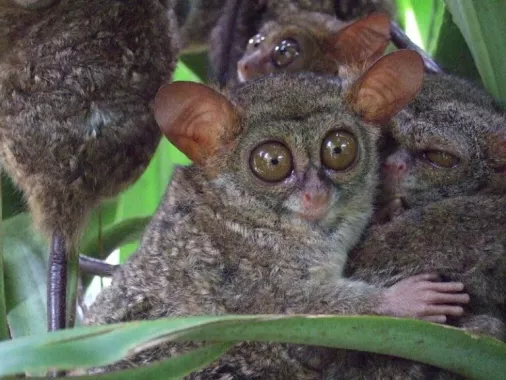 Заповедник «Philippine Tarsier»
