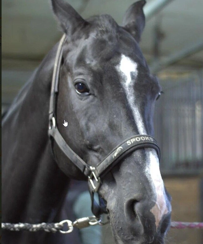 Школа верховой езды Dressage-land в Москве: Конный клуб, Ипподром, Конюшня, Скачки, Обучение,