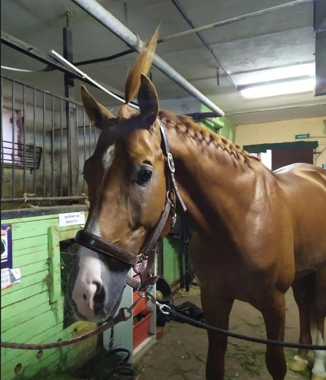 Школа верховой езды Dressage-land в Москве: Конный клуб, Ипподром, Конюшня, Скачки, Обучение,