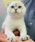 Миниатюра 8