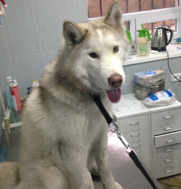 Ветеринар в Ереване Vetexpert Veterinary Group в Ереване: ветеринар, ереван, зоогостиница, зоотакси, Клиника, Любимцы,