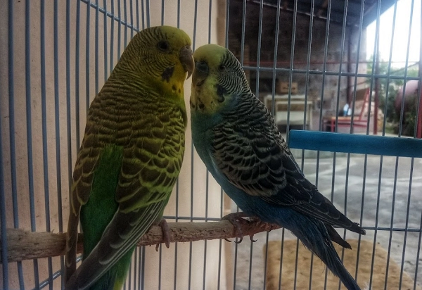 Ветеринар в Ереване Vetexpert Veterinary Group в Ереване: ветеринар, ереван, зоогостиница, зоотакси, Клиника, Любимцы,