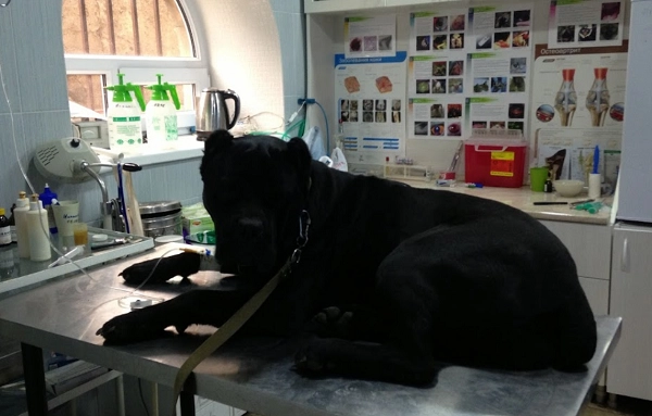 Ветеринар в Ереване Vetexpert Veterinary Group в Ереване: ветеринар, ереван, зоогостиница, зоотакси, Клиника, Любимцы,