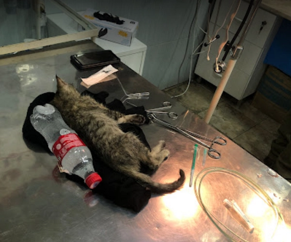 Ветеринар в Ереване Vetexpert Veterinary Group в Ереване: ветеринар, ереван, зоогостиница, зоотакси, Клиника, Любимцы,