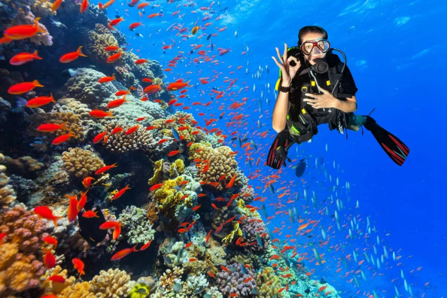 Дайвинг Boracay Scuba Diving в Боракай: Дайвинг, Рыбы, Подводный мир, Погружение, Diving, Scuba diving, Fishes,