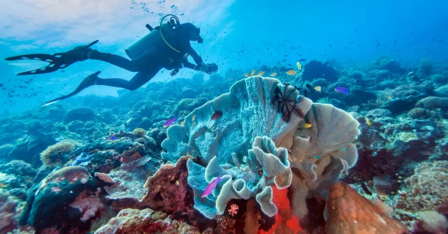 Дайвинг Boracay Scuba Diving в Боракай: Дайвинг, Рыбы, Подводный мир, Погружение, Diving, Scuba diving, Fishes,