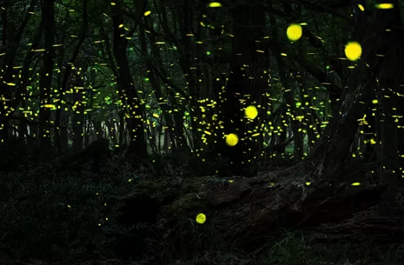 Ночной Круиз «Bohol Firefly Watching at Abatan River»
