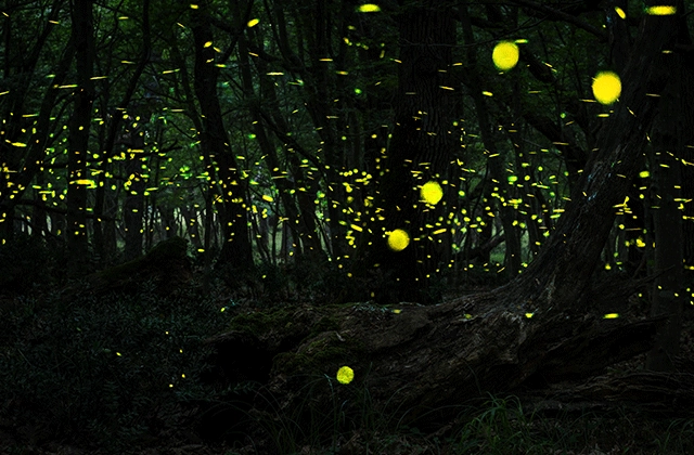 Ночной Круиз Bohol Firefly Watching at Abatan River  в  Бохоль