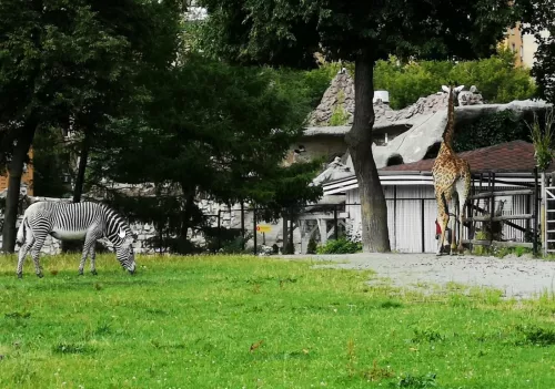 Московский зоопарк  в  Москве