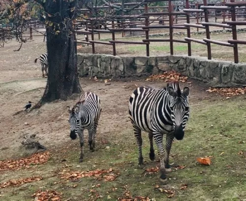 Белградский зоопарк  в  Белграде