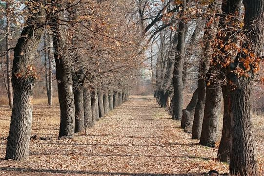 Ереванский ботанический сад в Ереване: достопримечательности, оранжерея, флора, растения, сад, Семейный отдых,