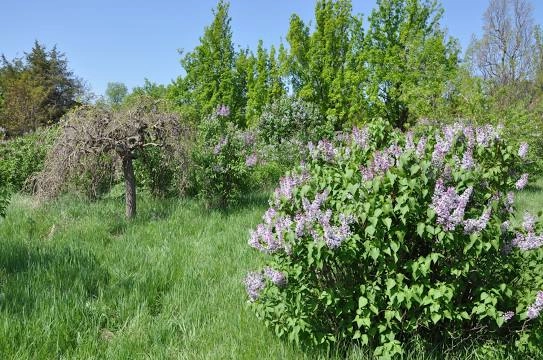Ереванский ботанический сад в Ереване: достопримечательности, оранжерея, флора, растения, сад, Семейный отдых,