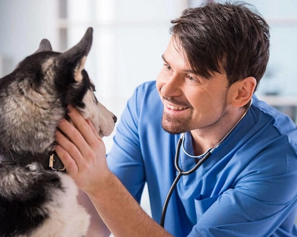 Ветеринарная клиника VetHome Veterinary Clinic в Ереване: Ветеринар, Клиника, Диагностика, Помощь, Животные,