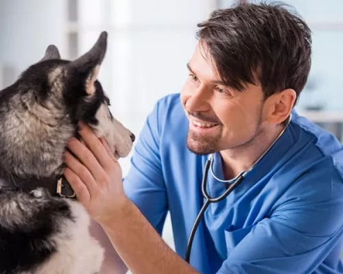 Ветеринарная клиника VetHome Veterinary Clinic в Ереване