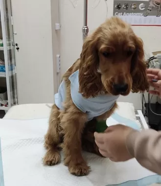 Ветеринарная клиника "VetHome Veterinary Clinic".