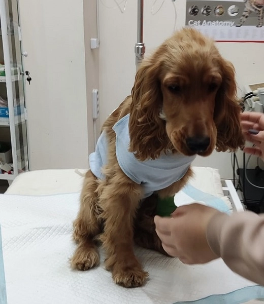 Ветеринарная клиника VetHome Veterinary Clinic в Ереване: ветеринар, помощь, зооклиника, диагностика,