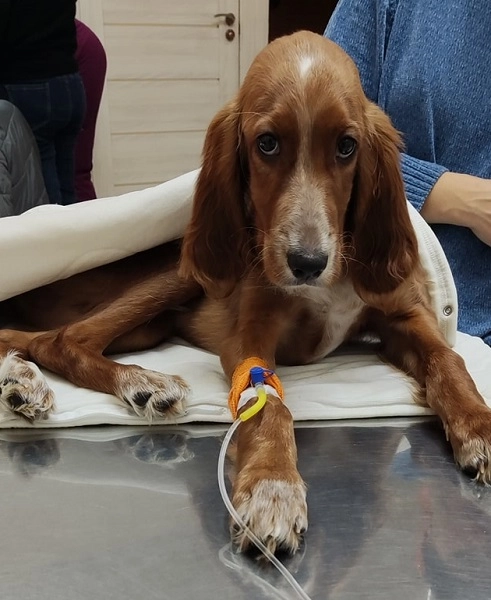 Ветеринарная клиника VetHome Veterinary Clinic в Ереване: ветеринар, помощь, зооклиника, диагностика,