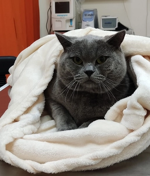 Ветеринарная клиника VetHome Veterinary Clinic в Ереване: ветеринар, помощь, зооклиника, диагностика,